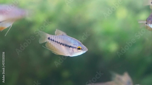 Close up of fishes swimming in water. Swarm of snakeskin gourami (Trichopodus pectoralis)