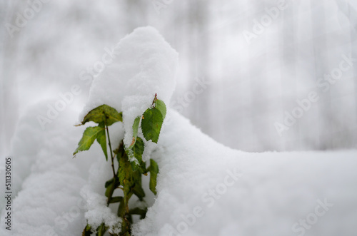 plant under the snow