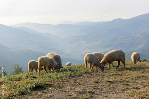 flock of white sheep gazing the grass on the hill at morning valley clear white sky background
