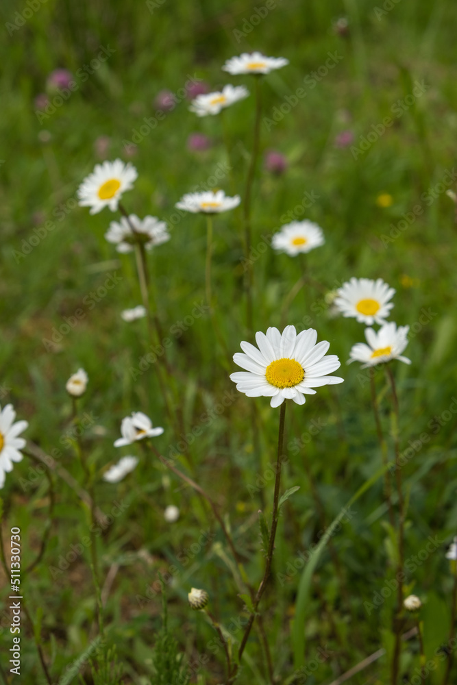 camomile field. delicate flowers close-up on green grass. camomile field. delicate flowers close-up on green grass.