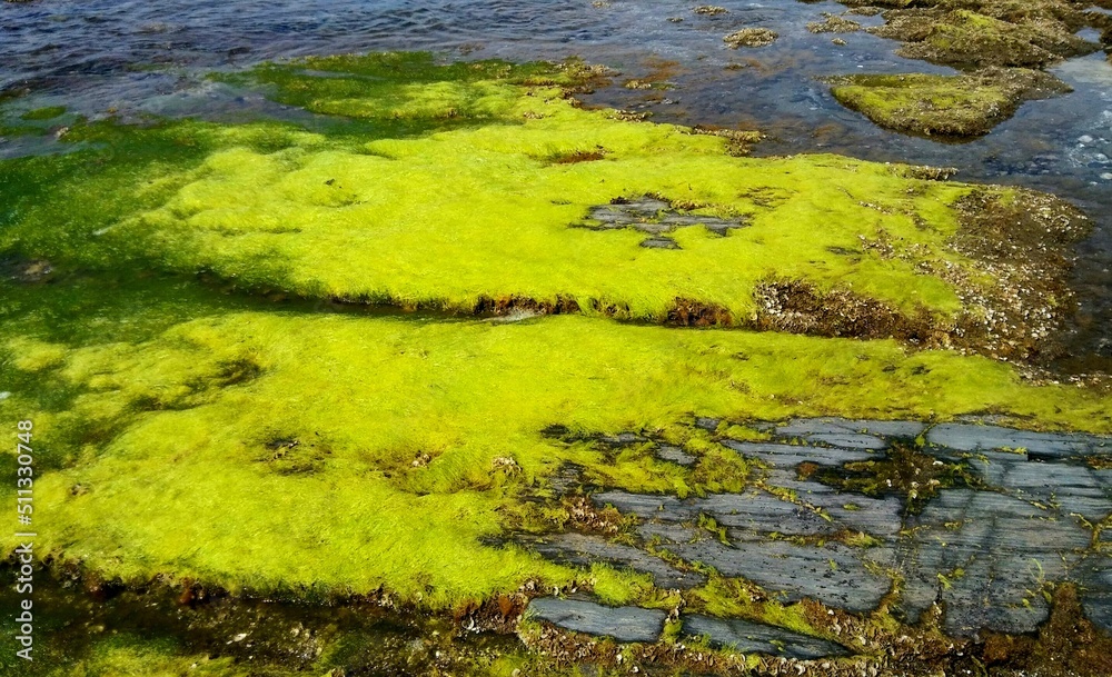 Moss on the rocks. Algas verdes en el mar.