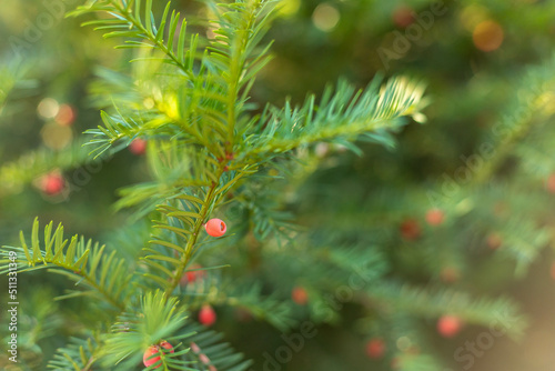 Spruce branch. Beautiful spruce branch with needles. Christmas tree in nature. Green spruce. Spruce close-up.