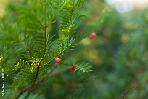 Spruce branch. Beautiful spruce branch with needles. Christmas tree in nature. Green spruce. Spruce close-up.