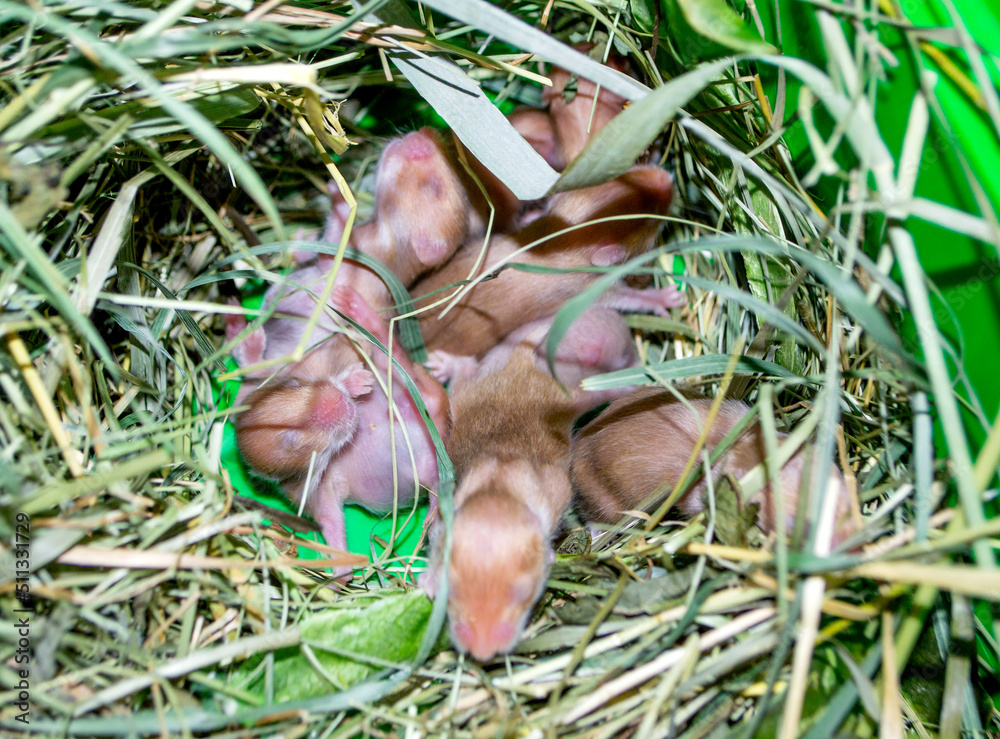 Obraz premium Hamster nest close-up. Many small hamsters in grass nest. Newborn hamsters. Little rodents. Pets. Syrian hamsters. Very small blind hamsters. Reproduction and breeding of domestic animals. Rodent cubs