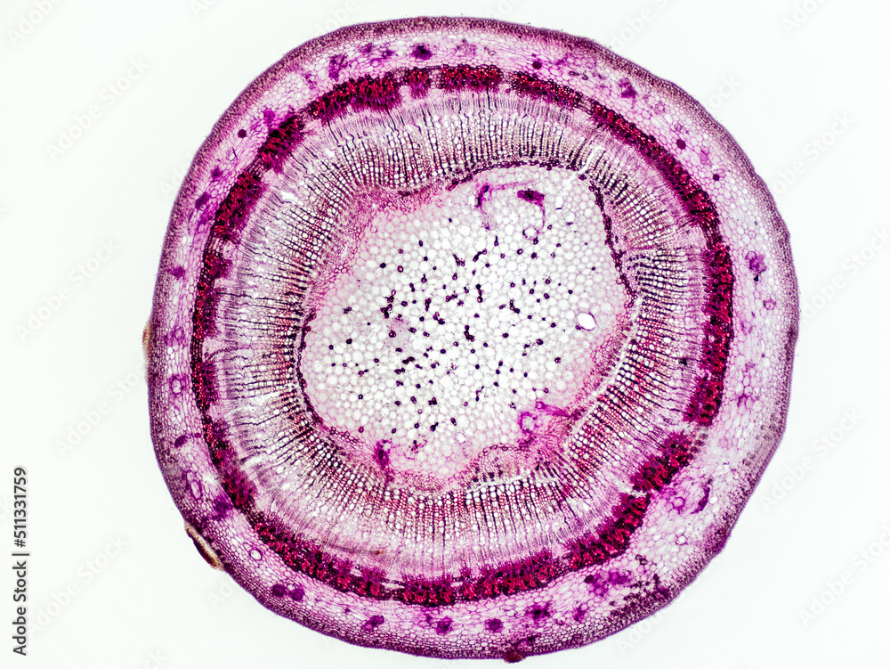 linden stem (Tilia platyphyllos) cross section under the microscope showing phloem, vascular