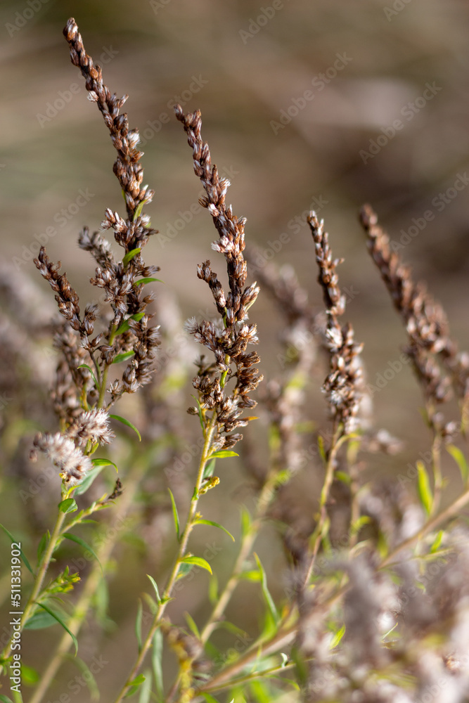 Close up of golden dried grass in a meadow Close up of golden dried grass in a meadow