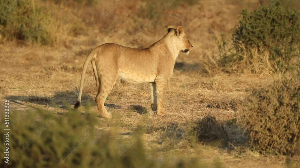 Beautiful wide shot of a lioness standing in golden light and looking back over her shoulder, Mashatu Botswana. Beautiful wide shot of a lioness standing in golden light and looking back over her shoulder, Mashatu Botswana.