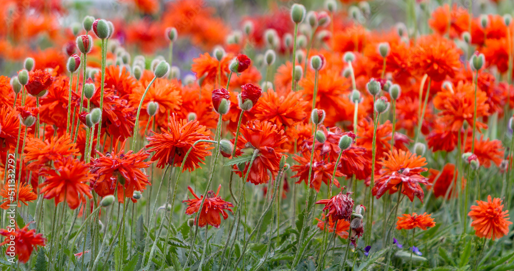 Gefüllte Mohnblumen (Papaver)