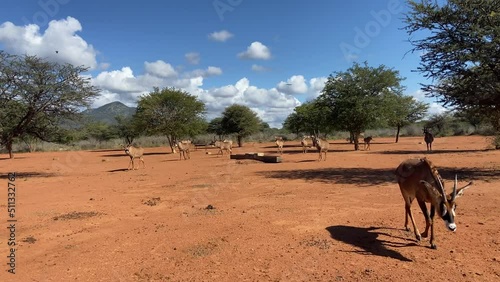 Roan antelope herd in South Africa. Safari expedition in the savanna.