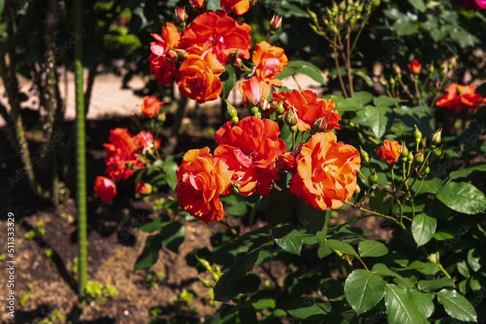 薔薇園の朱色の薔薇