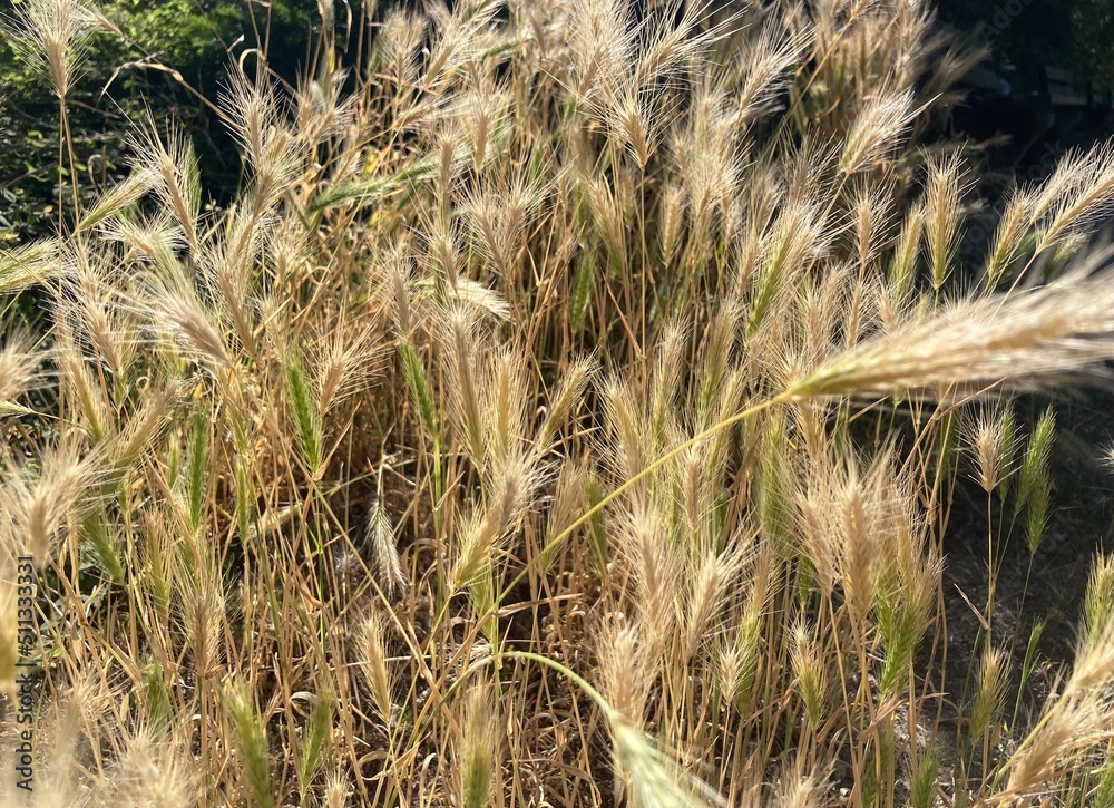 Fototapeta premium Grain ears in the sunlight