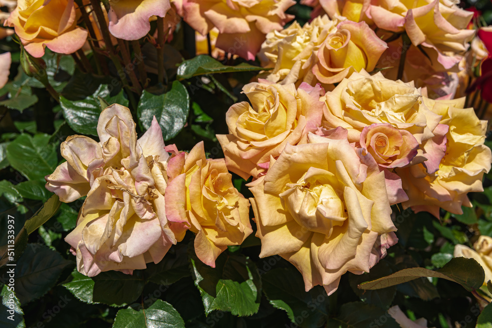 Fototapeta premium 黄色系の花をつける薔薇
