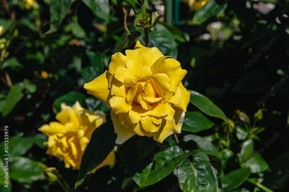 黄色系の花をつける薔薇 黄色系の花をつける薔薇