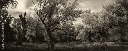 Fotografie, Obraz Dark landscape showing forest in sepia tones on a sunny summer day