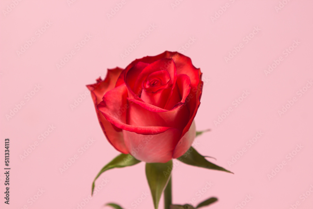 Scarlet rose on a pink background. One beautiful flower. rose variety Scarlet rose on a pink background. One beautiful flower. rose variety