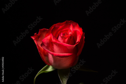 Scarlet rose on a black background. One beautiful flower. rose variety