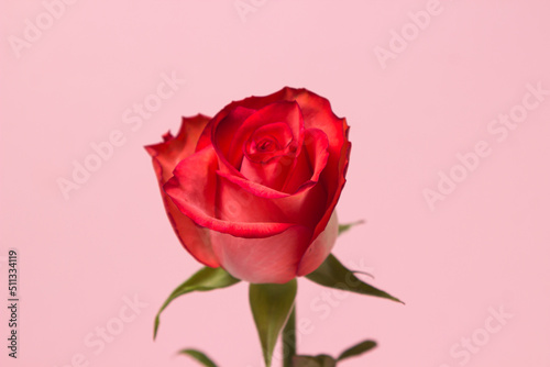 Scarlet rose on a pink background. One beautiful flower. rose variety