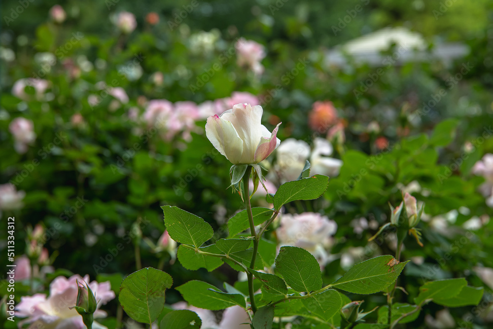 薔薇園の白薔薇