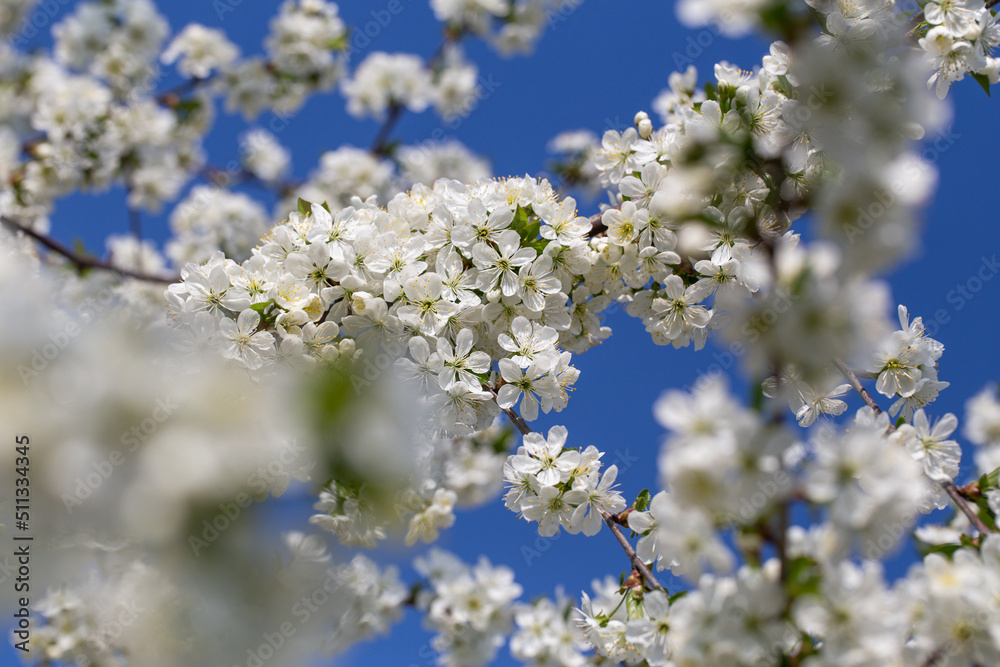 Blooming cherry orchards