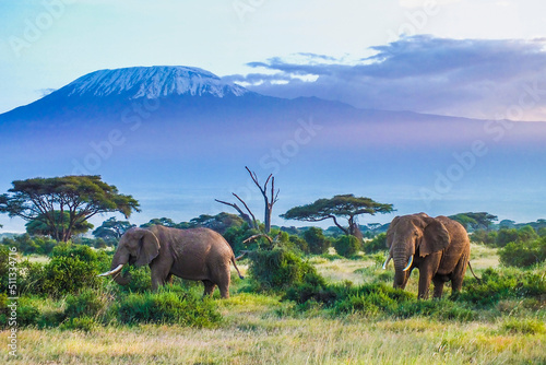 Elephants and Kilimanjaro