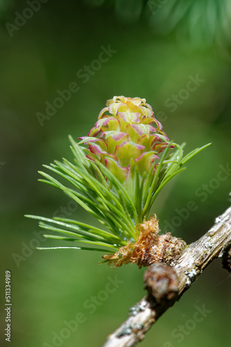 Larch strobilus: a young ovulate cone.