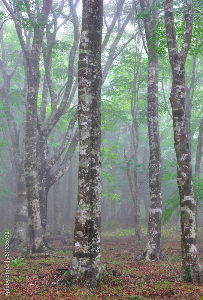 Obraz premium 霧がかかる森に立つブナ林