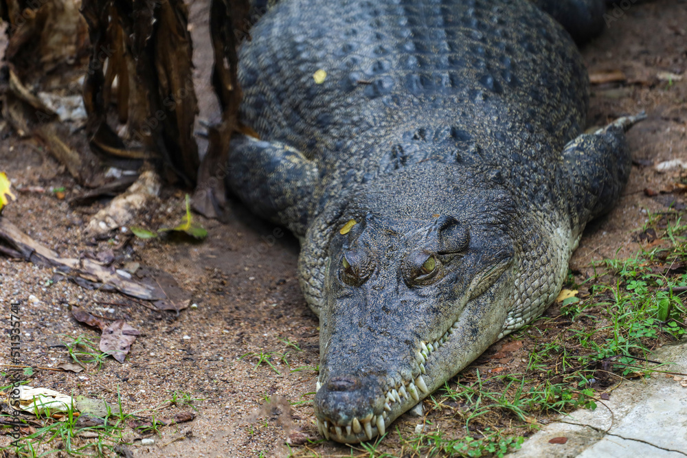 Fototapeta premium Close up crocodile is sleep and rest in garden