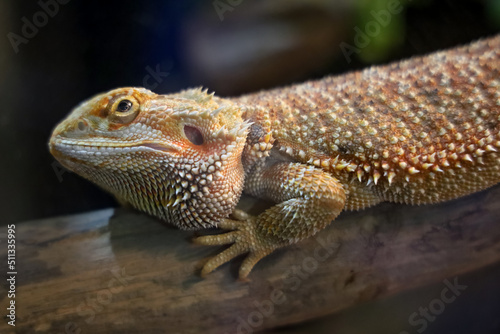 Close up head Horned Lizard at thailand