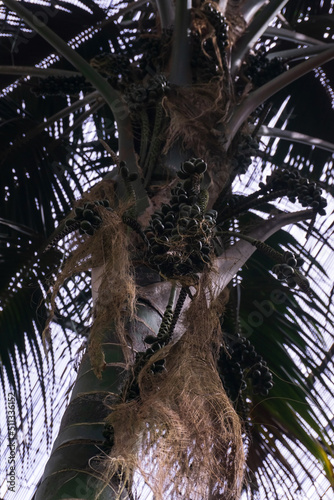 Ptychosperma palm tree with green fruits photo