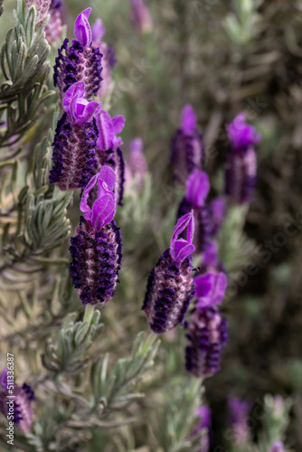 Lavender bush with large purple flowers