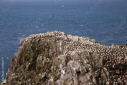 Gannets on a Saltee Island Cliff. Breeding sea birds. Saltee Islands, Ireland.