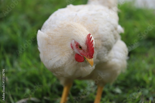 草むらにいる鶏の中雛 生後2か月