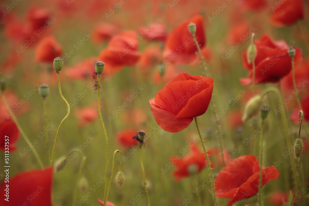 Obraz premium Klatschmohnfeld