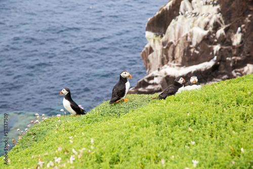 3 Puffins on Saltee Island cliff in Ireland. Breeding sea birds. 