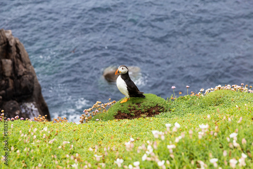Puffin on Saltee Island cliff in Ireland. Breeding sea birds. 