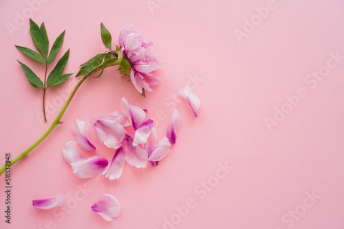 top view of petals and peony with green leaves on pink background.