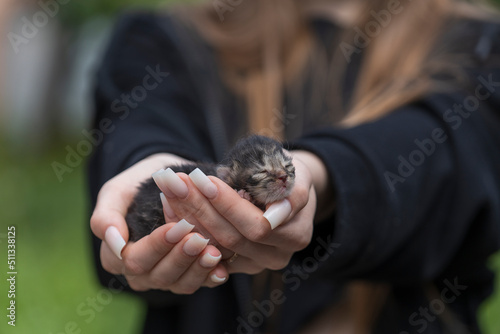 Adorable little newborn kitten sleeping in girl hands, close up. Very small cute one day old gray kitten in female hands