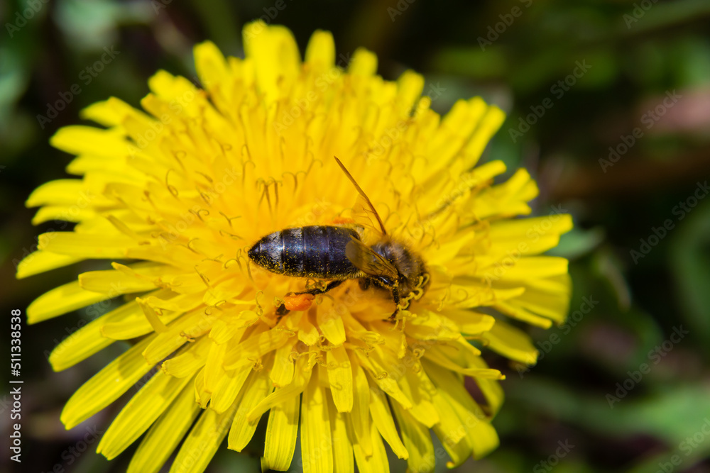 Close up of little caucasian fluffy wild bee in yellow dandelion flower on meadow Close up of little caucasian fluffy wild bee in yellow dandelion flower on meadow
