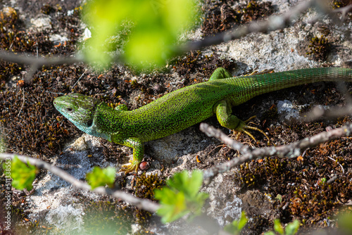Green lizard, Lacerta viridis, is a species of lizard of the genus Green lizards. Lizard on the stone