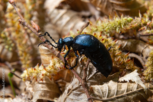The violet oil beetle Meloe violaceus, is a species of oil beetle belonging to the family Meloidae. These beetles are present in most of Europe, in East Palearctic ecozone, in the Near East