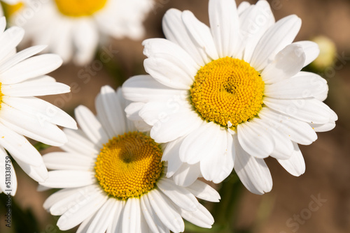 Chamomile or daisy flower on the green natural background  close up and macro image