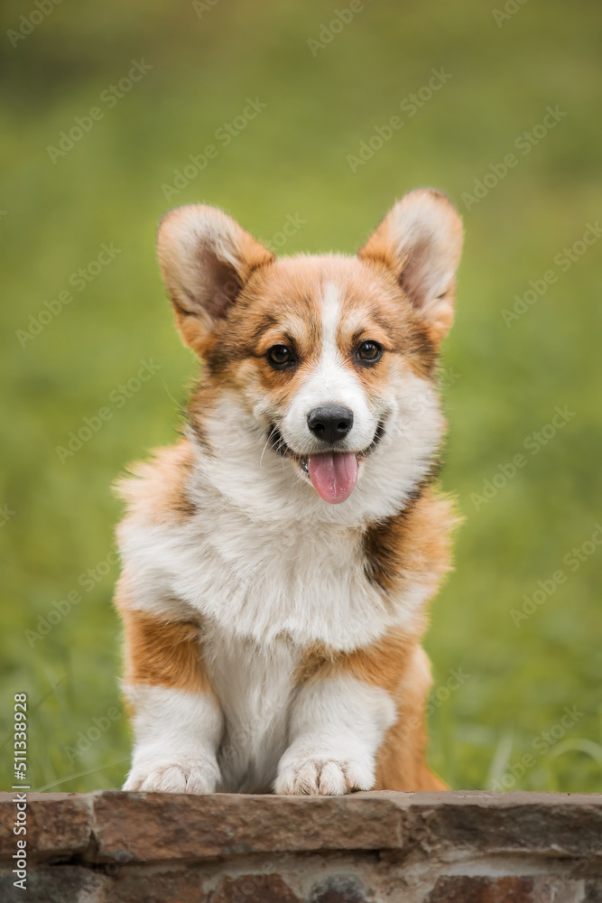 Happy and active purebred Welsh Corgi puppy dog outdoor in the grass Happy and active purebred Welsh Corgi puppy dog outdoor in the grass