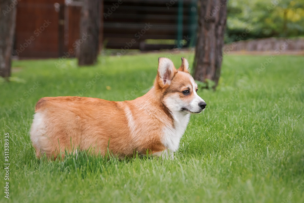 Happy and active purebred Welsh Corgi puppy dog outdoor in the grass