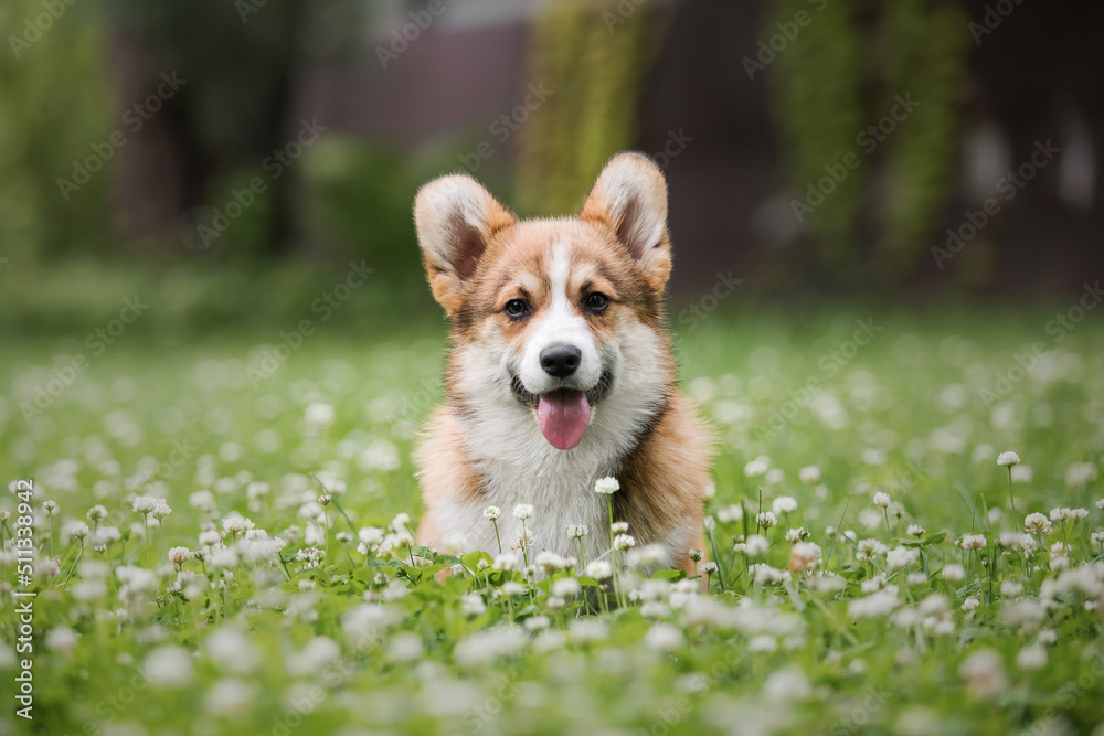 Happy and active purebred Welsh Corgi puppy dog outdoor in the grass