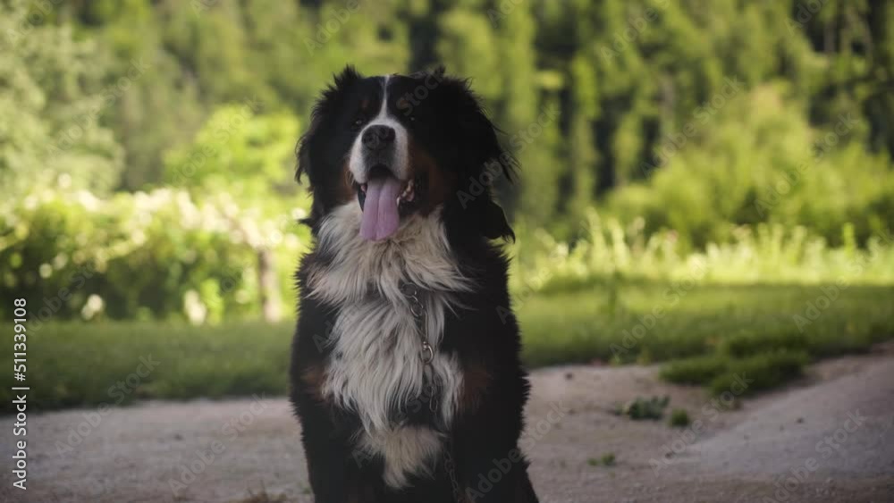 Bernese mountain black and white dog playing Bernese mountain black and white dog playing