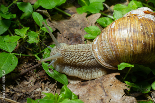 Helix pomatia also Roman snail, Burgundy snail, edible snail or escargot, is a species of large, edible, air-breathing land snail, a terrestrial pulmonate gastropod mollusk in the family Helicidae