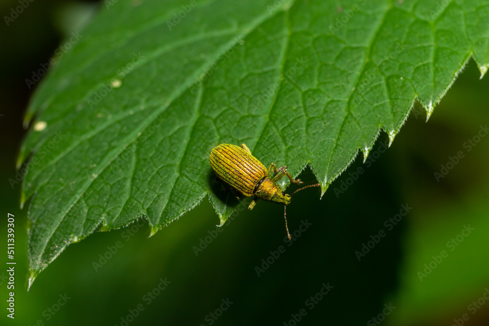 Phyllobius argentatus is a species of short-nosed weevil commonly known as the silver-green leaf weevil Phyllobius argentatus is a species of short-nosed weevil commonly known as the silver-green leaf weevil