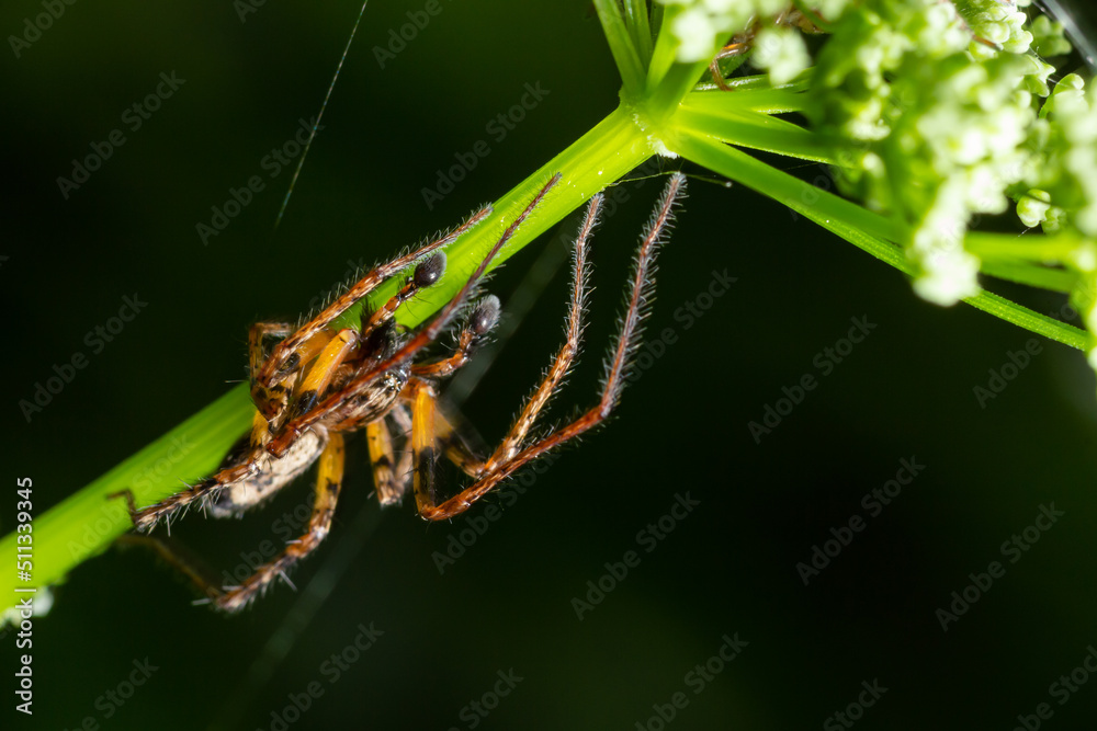 Close up macro shot of a brown forest spider on a flower stalk. Summer sunny day Close up macro shot of a brown forest spider on a flower stalk. Summer sunny day