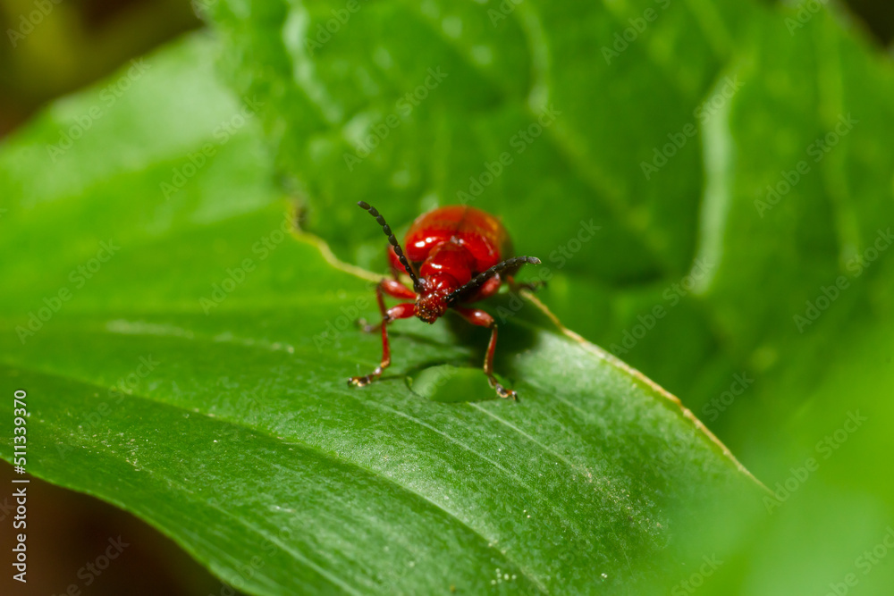The scarlet lily beetle, red lily beetle or lily leaf beetle, Lilioceris merdigera, close up, macro photography The scarlet lily beetle, red lily beetle or lily leaf beetle, Lilioceris merdigera, close up, macro photography