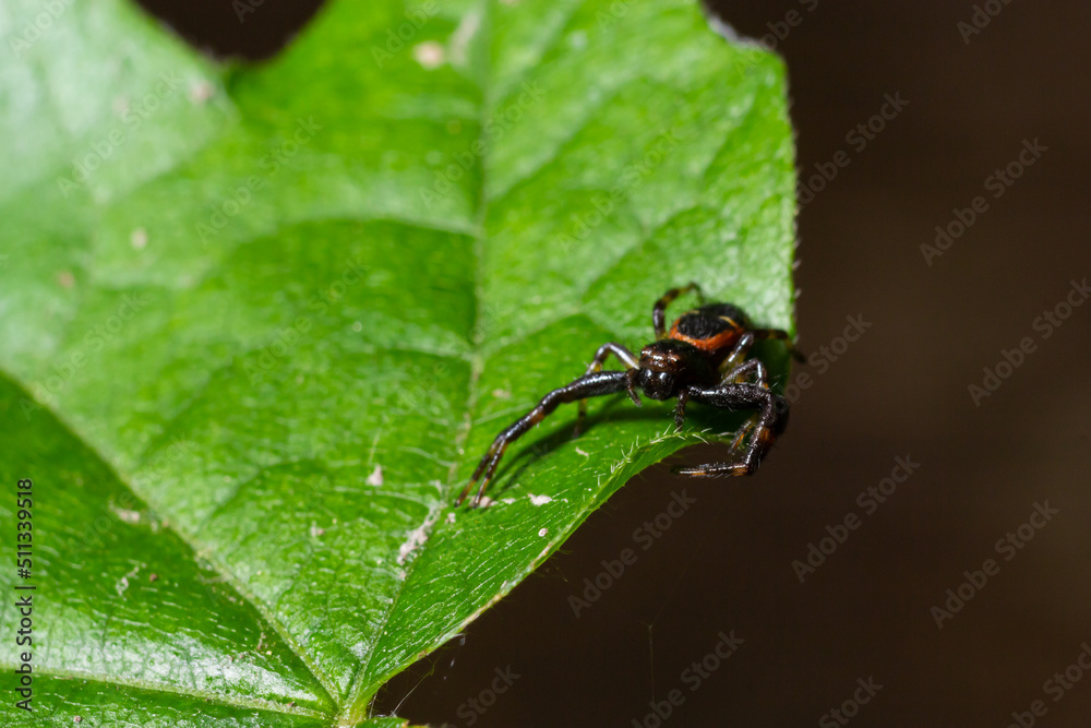 Macro photo of a crab spider hanging onto a plant, Xysticus Croceus Macro photo of a crab spider hanging onto a plant, Xysticus Croceus